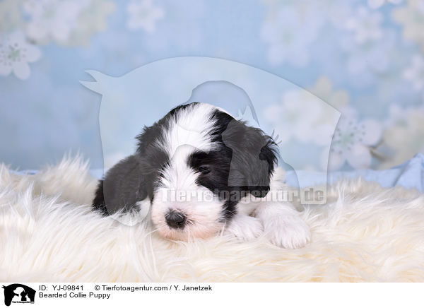 Bearded Collie Welpe / Bearded Collie Puppy / YJ-09841