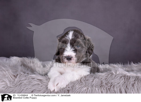 Bearded Collie Welpe / Bearded Collie Puppy / YJ-09844
