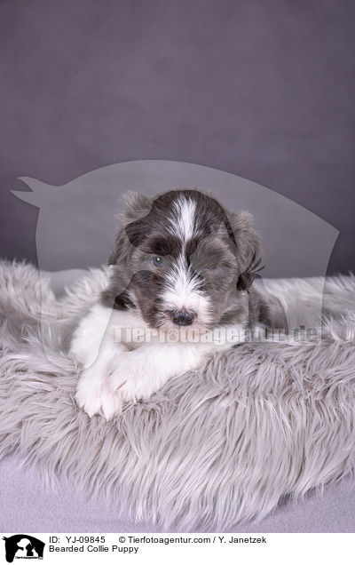 Bearded Collie Welpe / Bearded Collie Puppy / YJ-09845