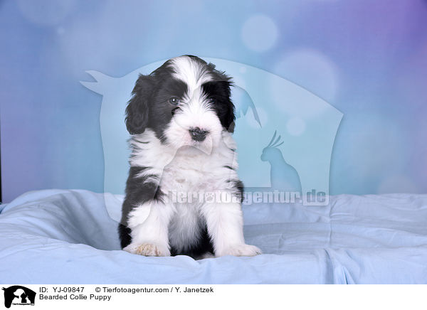 Bearded Collie Welpe / Bearded Collie Puppy / YJ-09847