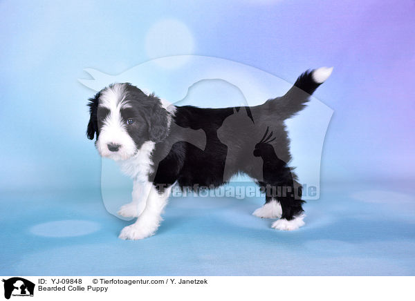 Bearded Collie Welpe / Bearded Collie Puppy / YJ-09848