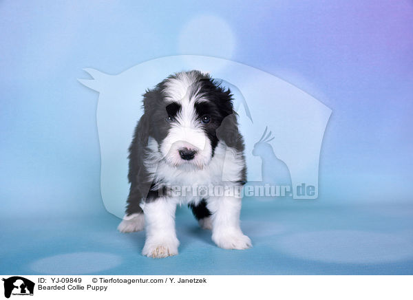 Bearded Collie Welpe / Bearded Collie Puppy / YJ-09849