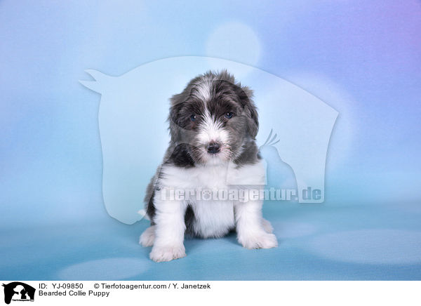 Bearded Collie Welpe / Bearded Collie Puppy / YJ-09850