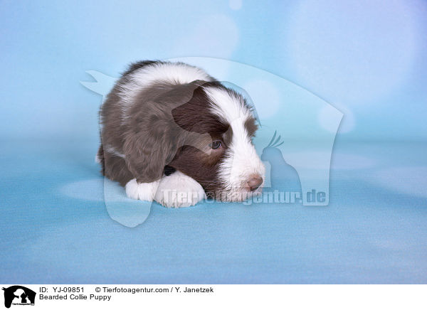 Bearded Collie Welpe / Bearded Collie Puppy / YJ-09851