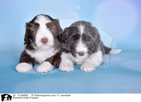 Bearded Collie Welpen / Bearded Collie Puppies / YJ-09856