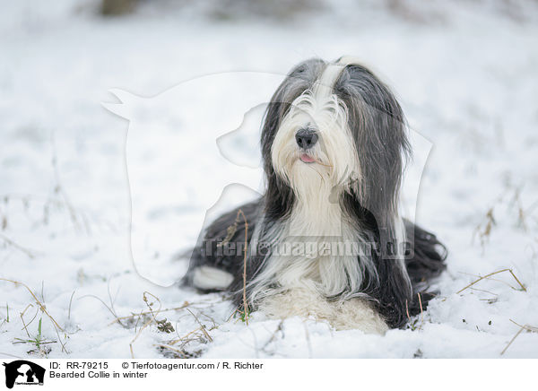 Bearded Collie im Winter / Bearded Collie in winter / RR-79215