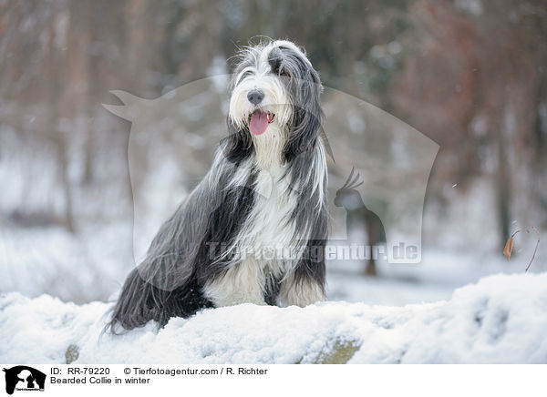 Bearded Collie im Winter / Bearded Collie in winter / RR-79220