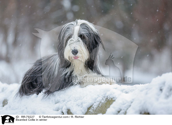 Bearded Collie im Winter / Bearded Collie in winter / RR-79227