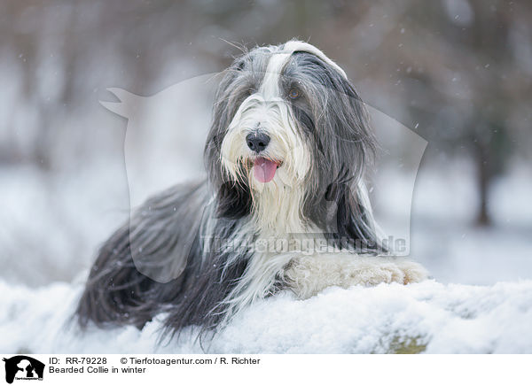 Bearded Collie im Winter / Bearded Collie in winter / RR-79228