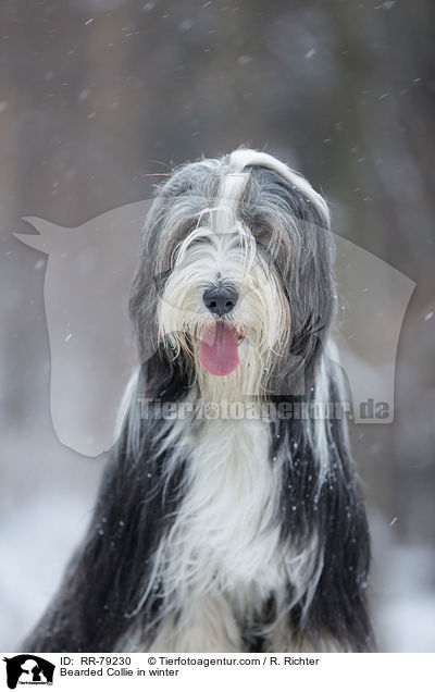 Bearded Collie im Winter / Bearded Collie in winter / RR-79230