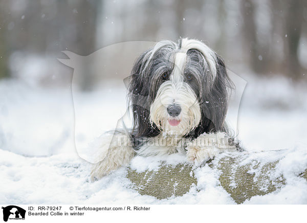 Bearded Collie im Winter / Bearded Collie in winter / RR-79247