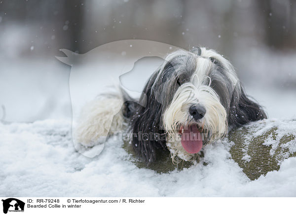 Bearded Collie im Winter / Bearded Collie in winter / RR-79248