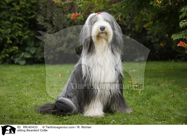 sitzender Bearded Collie / sitting Bearded Collie / RR-90433