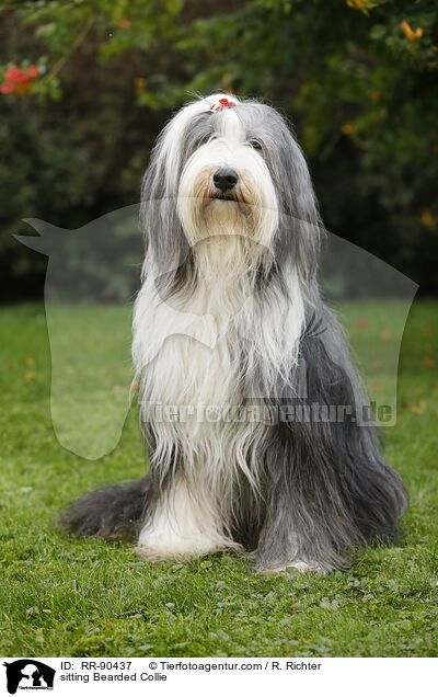 sitzender Bearded Collie / sitting Bearded Collie / RR-90437