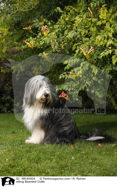 sitzender Bearded Collie / sitting Bearded Collie / RR-90904