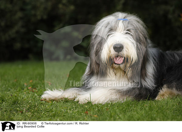 liegender Bearded Collie / lying Bearded Collie / RR-90906