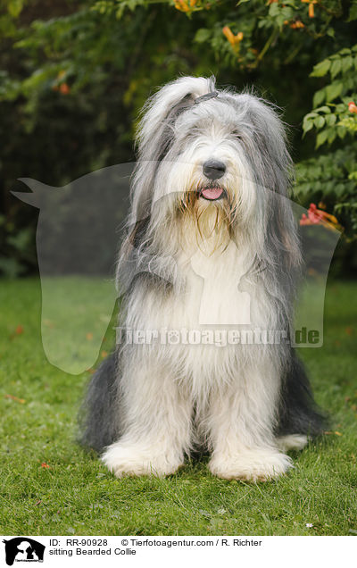 sitzender Bearded Collie / sitting Bearded Collie / RR-90928