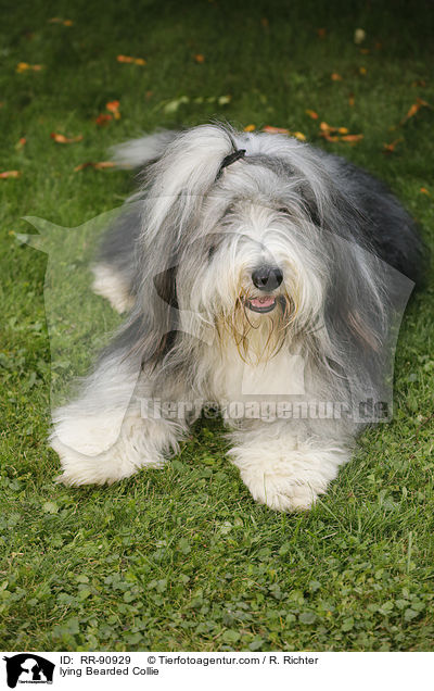 liegender Bearded Collie / lying Bearded Collie / RR-90929