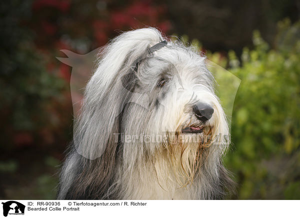 Bearded Collie Portrait / Bearded Collie Portrait / RR-90936