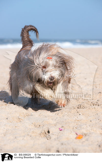 rennender Bearded Collie / running Bearded Collie / BS-06629