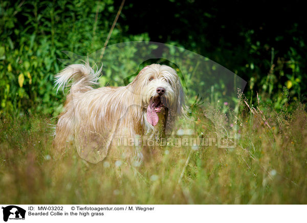 Bearded Collie im  hohen Gras / Bearded Collie in the high grass / MW-03202