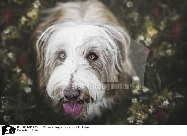 Bearded Collie / Bearded Collie / KFI-01412