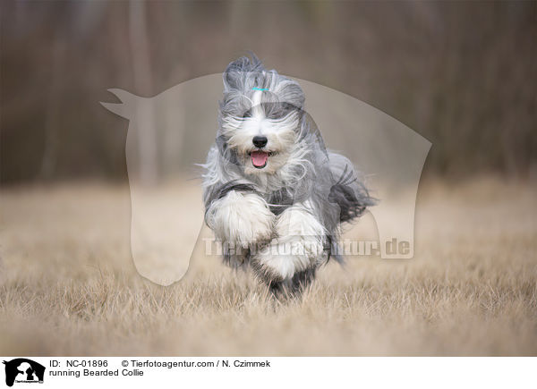 rennender Bearded Collie / running Bearded Collie / NC-01896