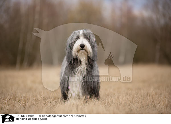 stehender Bearded Collie / standing Bearded Collie / NC-01905