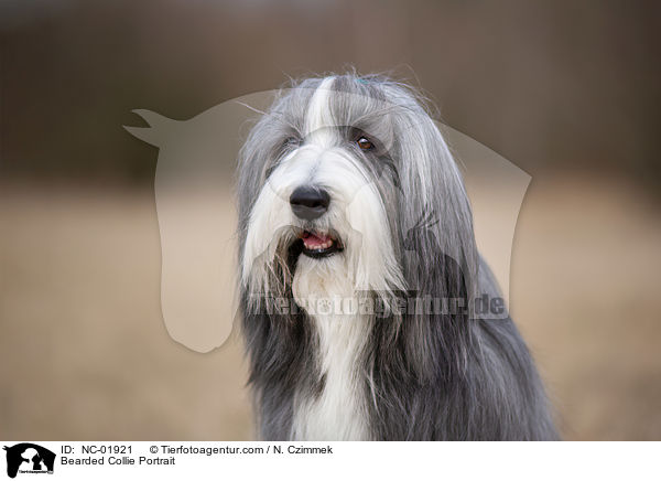 Bearded Collie Portrait / Bearded Collie Portrait / NC-01921