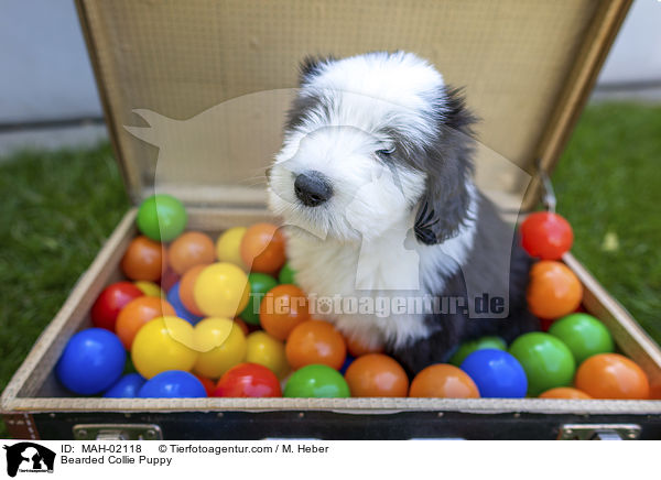 Bearded Collie Welpe / Bearded Collie Puppy / MAH-02118