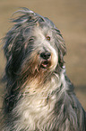 Bearded Collie Portrait