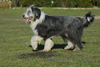 Bearded Collie