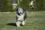 Bearded Collie