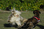 Bearded Collie