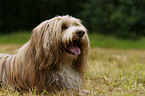 Bearded Collie