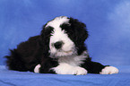 Bearded Collie Puppy