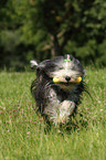 playing Bearded Collie