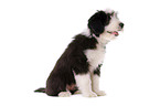 Bearded Collie Puppy