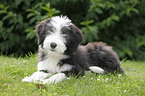 Bearded Collie Puppy