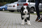 Bearded Collie Puppy