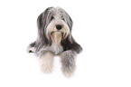 lying Bearded Collie