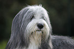 Bearded Collie Portrait