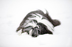 lying Bearded Collie