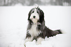 sitting Bearded Collie