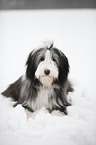 lying Bearded Collie