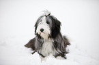 lying Bearded Collie