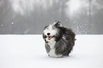 running Bearded Collie