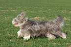 running Bearded Collie