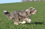 running Bearded Collie