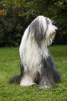 sitting Bearded Collie